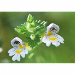 Weleda Oogdruppels Ogentroost Ampullen -Verzorgingsproducten 761903 4