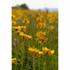 2x Weleda Badmelk Arnica Sport -Verzorgingsproducten 980206 4 1