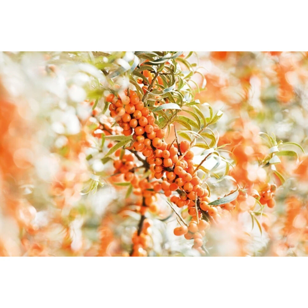 2x Weleda Elixer Bio Duindoorn 4 2x Weleda Elixer Bio Duindoorn - Afbeelding 2